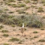 एक दशक बाद गोडावन के चूजे को सफलता पूर्वक अंडे से निकाला गया