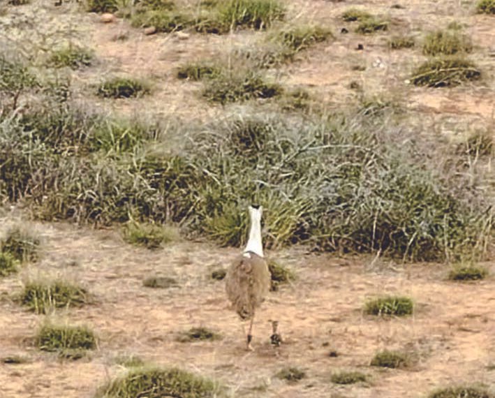 एक दशक बाद गोडावन के चूजे को सफलता…