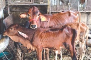 गोपाल योजना के तहत 14.68 करोड़ रुपये वितरित,&hellip;