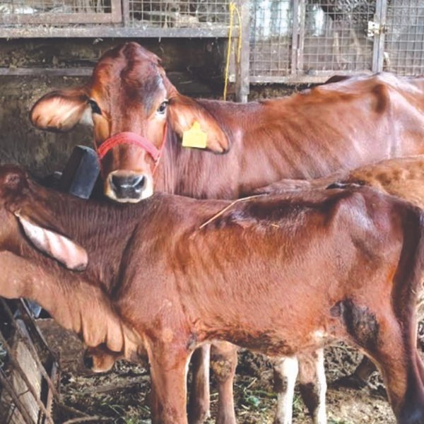 गोपाल योजना के तहत 14.68 करोड़ रुपये वितरित,&hellip;