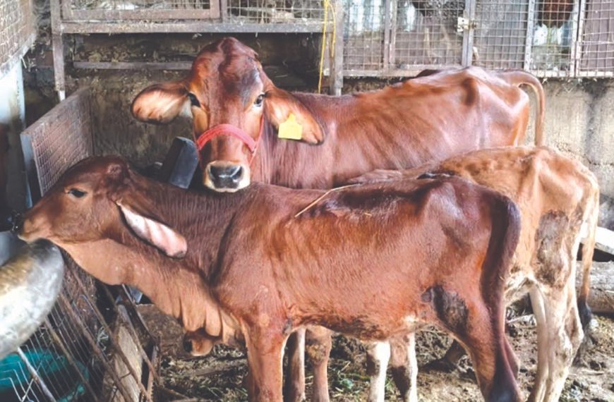 गोपाल योजना के तहत 14.68 करोड़ रुपये वितरित,…