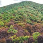 मिशन 32 प्रतिशत : वन विस्तार की ओर बढ़ते कदम