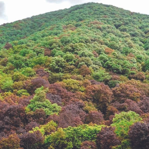 मिशन 32 प्रतिशत : वन विस्तार की ओर…