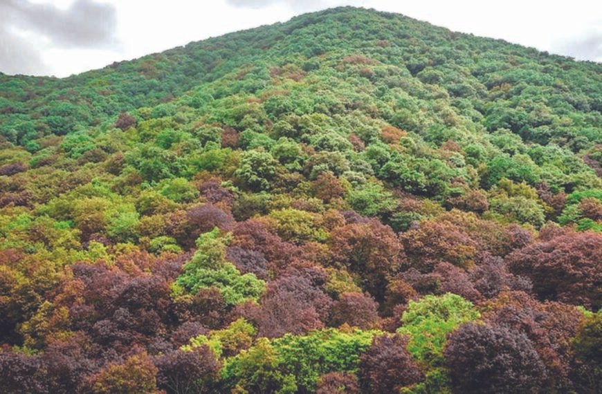 मिशन 32 प्रतिशत : वन विस्तार की ओर…