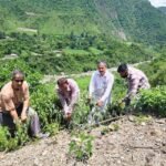 भूस्खलन रोकने के लिए संगड़ाह में शमालू-ऐड की रोपाई, पर्यावरण संरक्षण का संकल्प