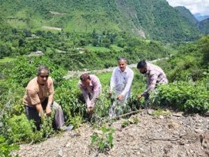 भूस्खलन रोकने के लिए संगड़ाह में शमालू-ऐड की&hellip;