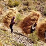 सर्दियों के चारे के लिए जुन्गा क्षेत्र में घास कटाई का काम युद्धस्तर पर