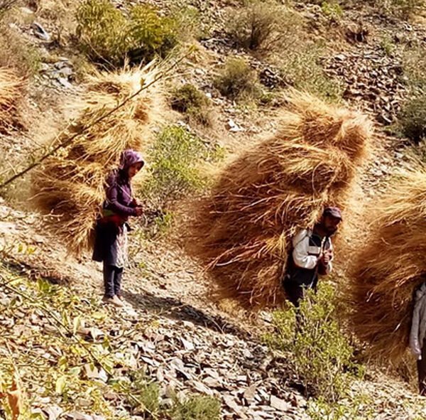 सर्दियों के चारे के लिए जुन्गा क्षेत्र में&hellip;