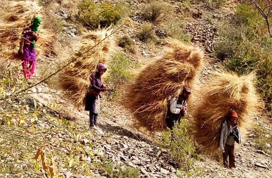 सर्दियों के चारे के लिए जुन्गा क्षेत्र में&hellip;